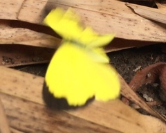 Eurema hecabe hecabe