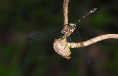 Micrathyria spinifera