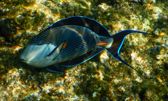 Acanthurus sohal