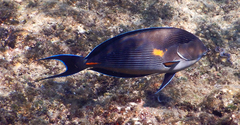 Acanthurus sohal