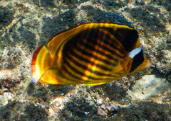 Chaetodon fasciatus