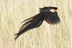 Euplectes progne