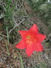 Cyrtanthus sanguineus