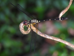 Micrathyria spinifera