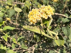 Sphodromantis viridis