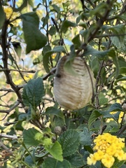 Sphodromantis viridis