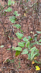 Smilax glauca