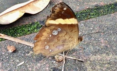 Xanthotaenia busiris