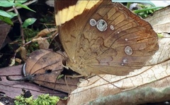 Xanthotaenia busiris