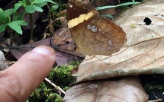 Xanthotaenia busiris