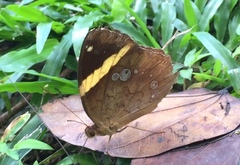 Xanthotaenia busiris