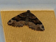 Xanthorhoe lacustrata