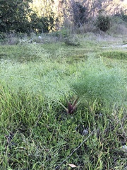 Ferula
