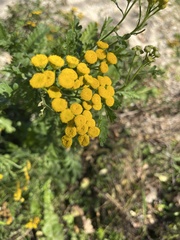 Tanacetum vulgare