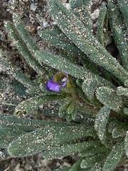 Nama hispida spathulata