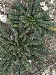 Nama hispida spathulata