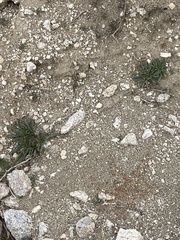 Nama hispida spathulata