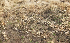 Physalis philadelphica