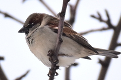 Passer domesticus