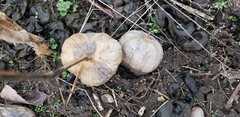 Physalis philadelphica