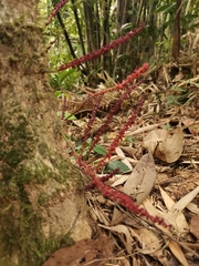 Baccaurea ptychopyxis