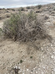 Nama hispida spathulata