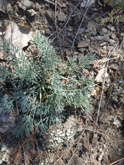 Seseli gummiferum