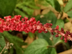 Baccaurea ptychopyxis