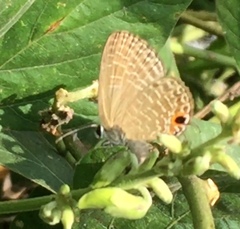 Jamides bochus nabonassar