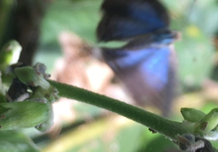 Jamides bochus nabonassar