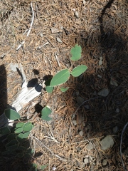 Cotoneaster tauricus