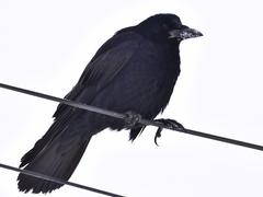 Corvus frugilegus