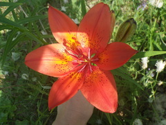 Lilium pensylvanicum