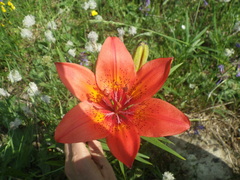 Lilium pensylvanicum