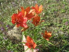 Lilium pensylvanicum