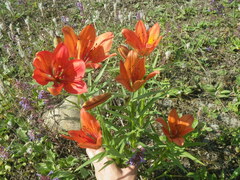 Lilium pensylvanicum
