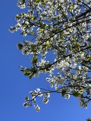 Prunus amygdalus