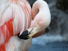 Phoenicopterus