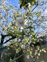 Prunus amygdalus
