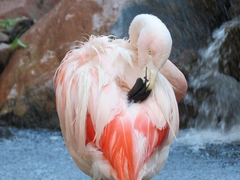 Phoenicopterus
