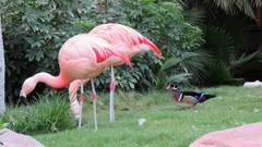 Phoenicopterus