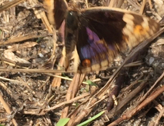 Junonia orithya wallacei