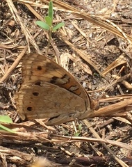 Junonia orithya wallacei