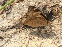 Junonia orithya wallacei