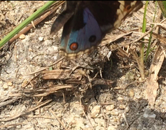 Junonia orithya wallacei