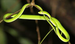 Ahaetulla mycterizans