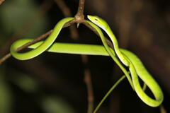 Ahaetulla mycterizans