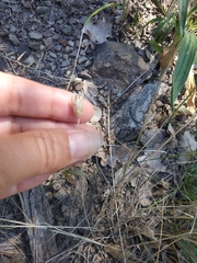 Xeranthemum cylindraceum