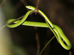 Ahaetulla mycterizans