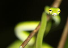 Ahaetulla mycterizans